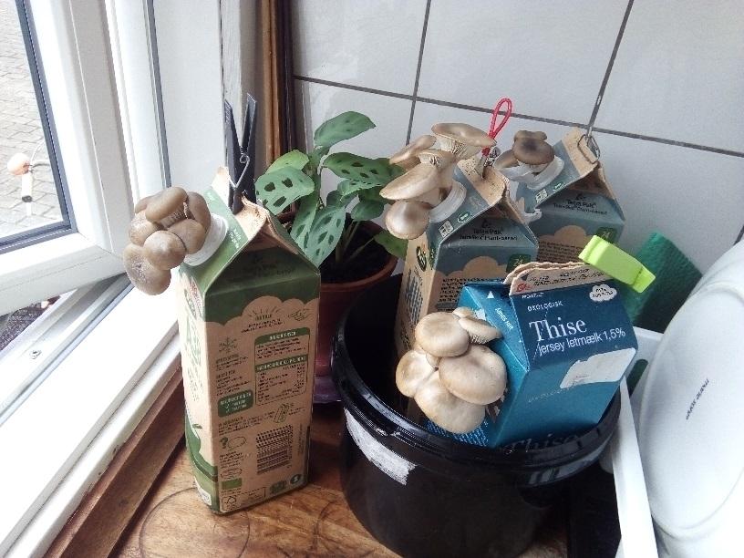 Oesterzwammen kweken op koffiedik